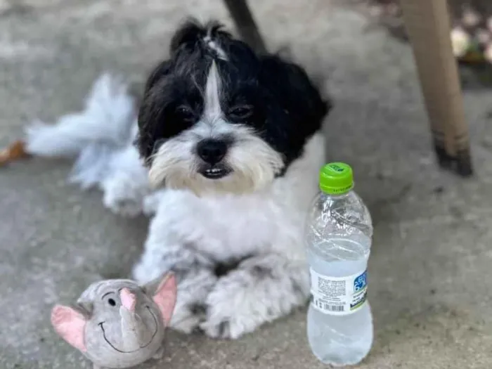 Cachorro ra a Shitzu idade 5 anos nome Dread 
