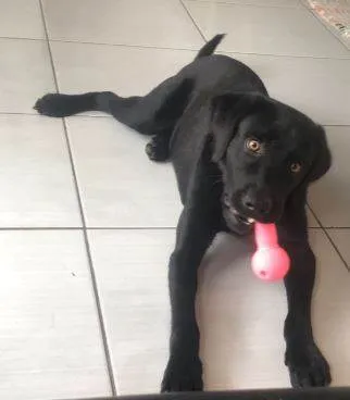 Cachorro ra a Labrador idade 7 a 11 meses nome Negão