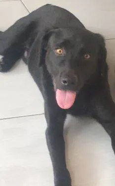 Cachorro ra a Labrador idade 7 a 11 meses nome Negão