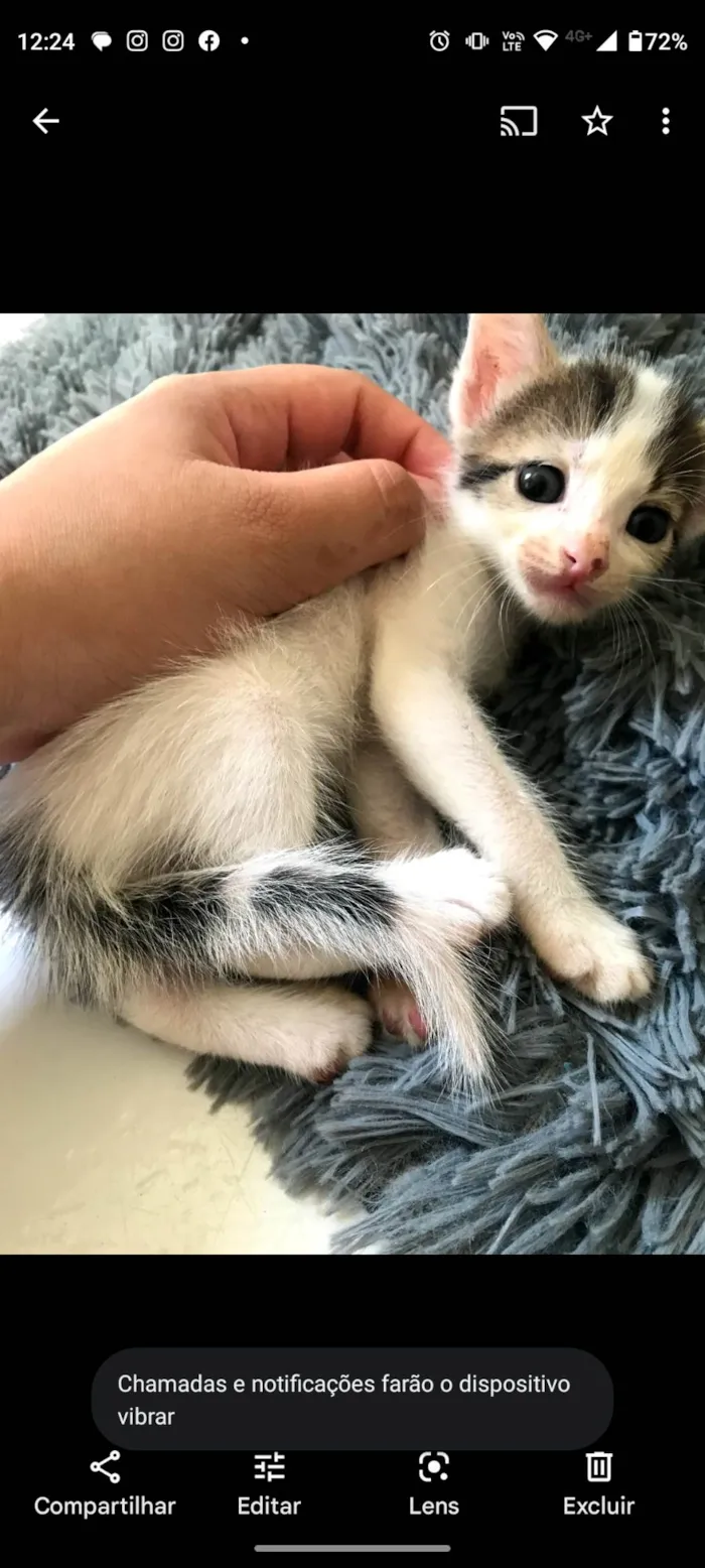 Gato ra a Sem raça definida  idade 2 a 6 meses nome Capuccino 