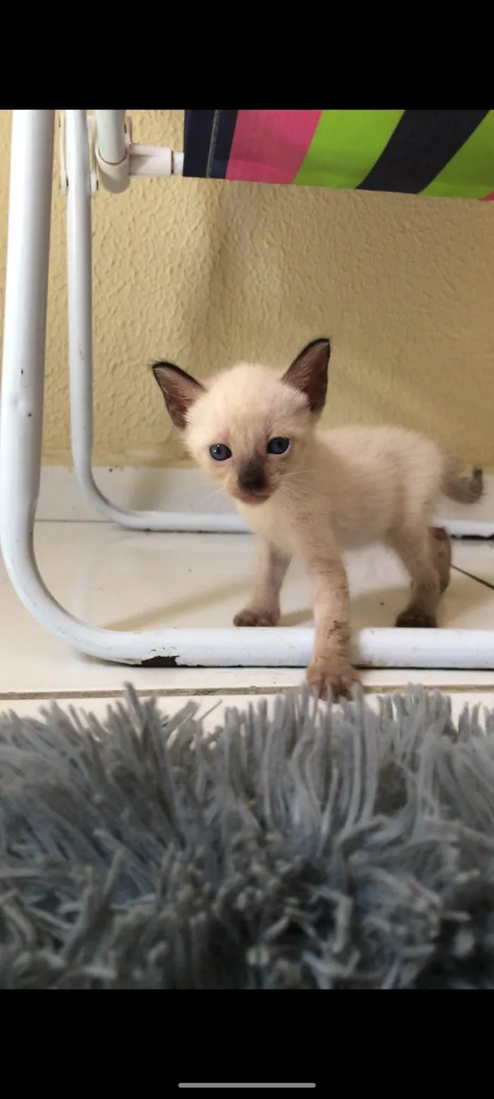 Gato ra a Sem raça definida  idade 2 a 6 meses nome Capuccino 