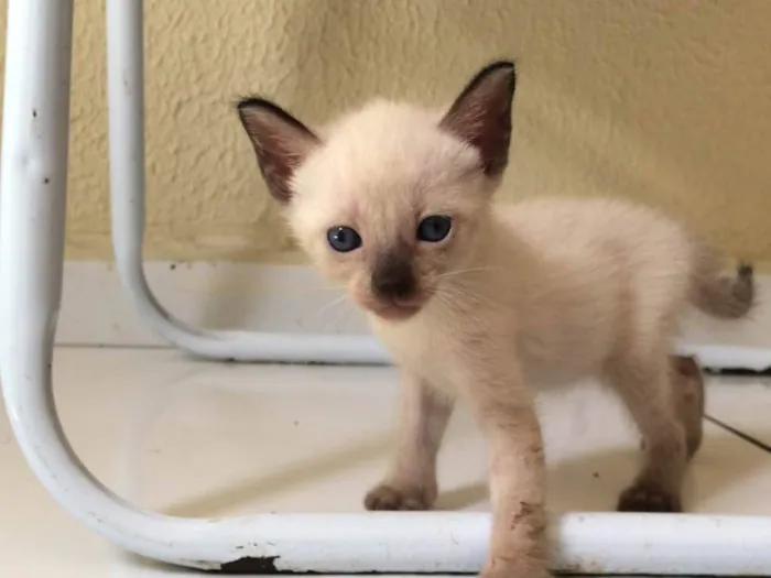 Gato ra a Sem raça definida  idade 2 a 6 meses nome Capuccino 