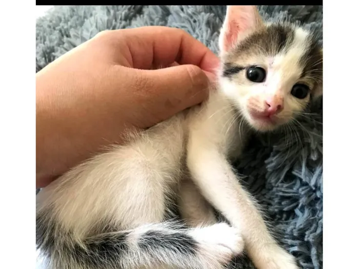 Gato ra a Sem raça definida  idade 2 a 6 meses nome Capuccino 