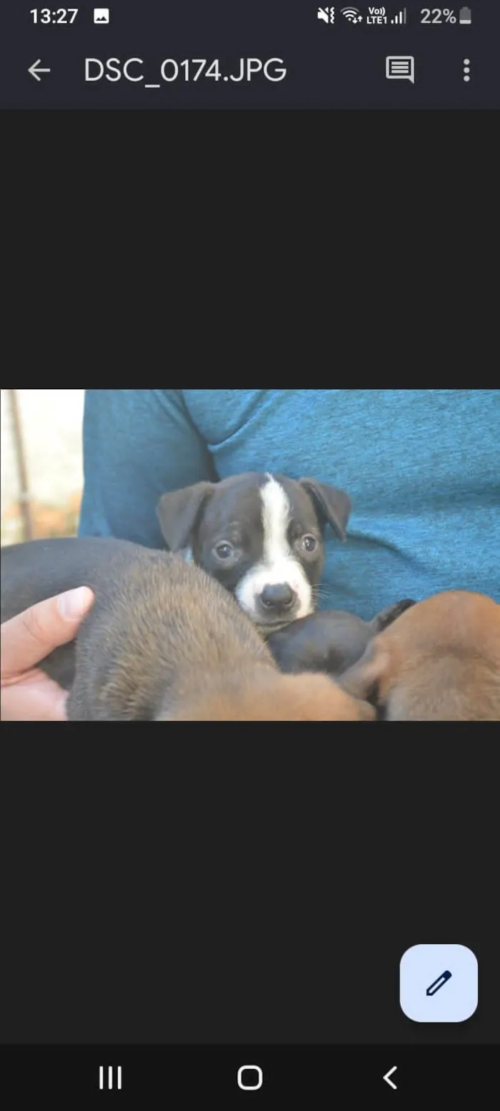 Cachorro ra a Pitbul  idade Abaixo de 2 meses nome Não dei 