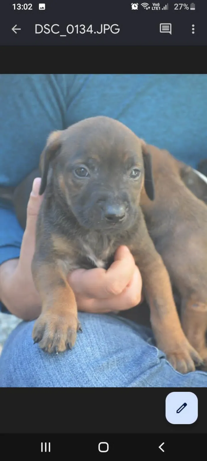 Cachorro ra a Pitbul  idade Abaixo de 2 meses nome Não dei 