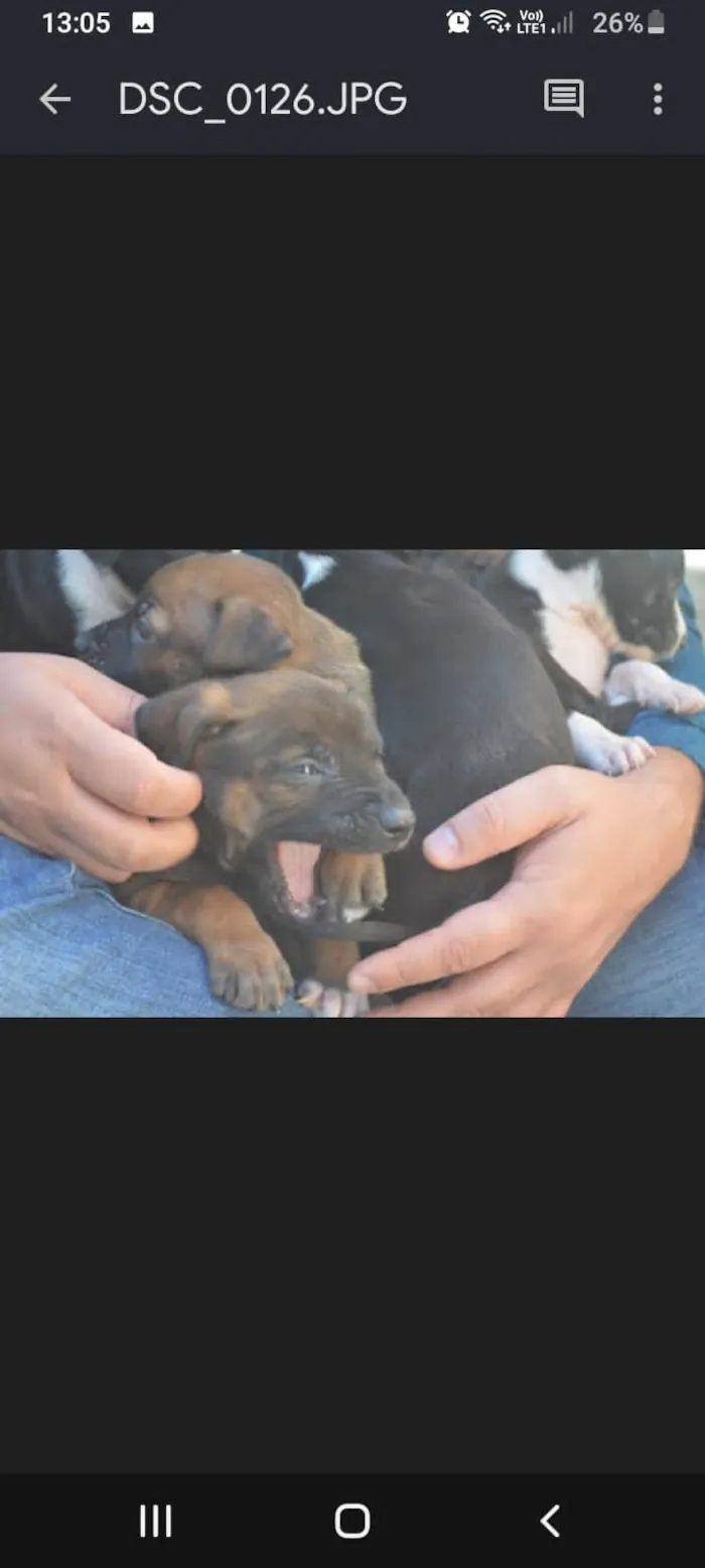 Cachorro ra a Pitbul  idade Abaixo de 2 meses nome Não dei 