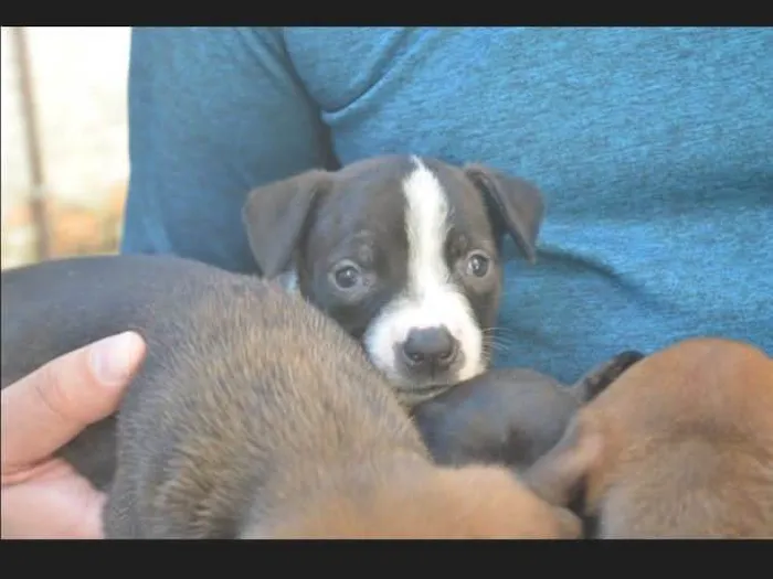 Cachorro ra a Pitbul  idade Abaixo de 2 meses nome Não dei 