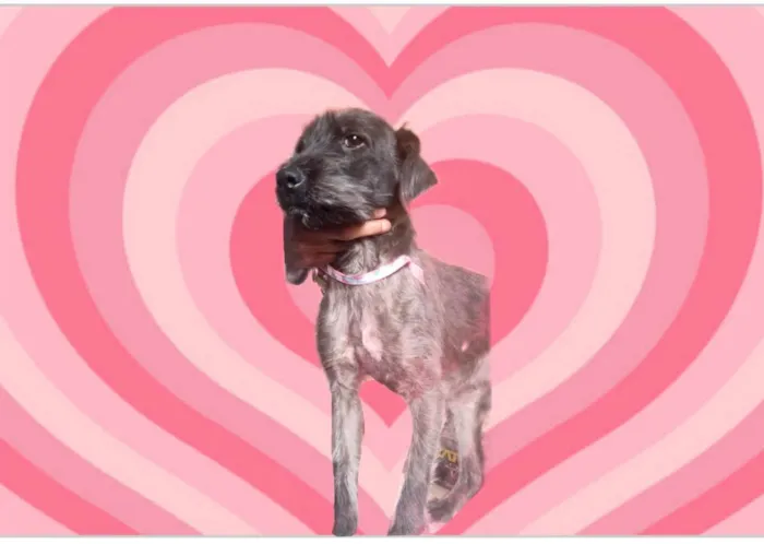 Cachorro raça SRD-ViraLata idade 1 ano nome Bolinha porteP Linda 