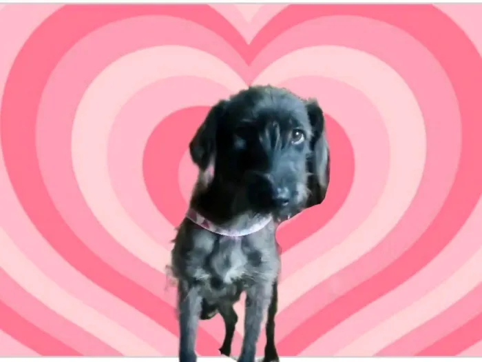 Cachorro raça SRD-ViraLata idade 1 ano nome Bolinha porteP Linda 