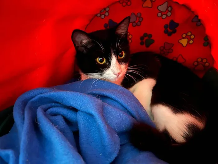 Gato raça SRD-ViraLata idade 1 ano nome Laila