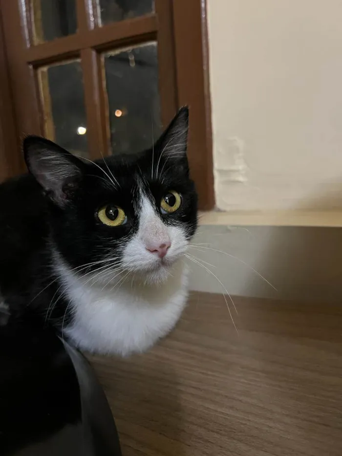 Gato raça SRD-ViraLata idade 1 ano nome Laila