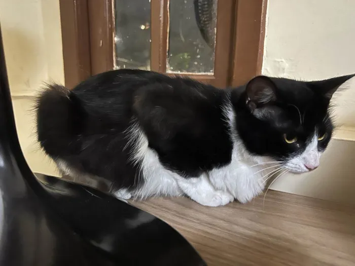 Gato raça SRD-ViraLata idade 1 ano nome Laila