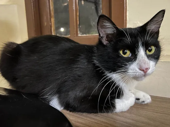 Gato raça SRD-ViraLata idade 1 ano nome Laila