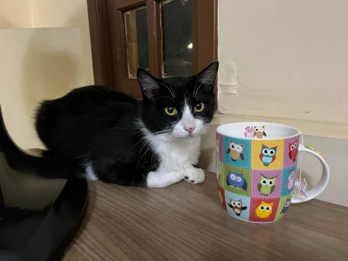 Gato raça SRD-ViraLata idade 1 ano nome Laila