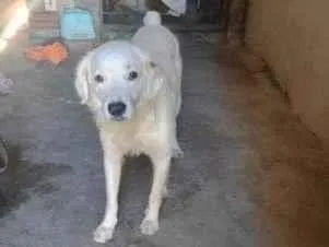 Cachorro ra a Misto  idade 2 a 6 meses nome Polar 