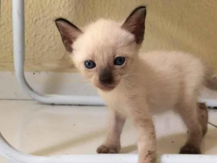 Gato ra a Sem raça definida  idade 2 a 6 meses nome Capuccino 