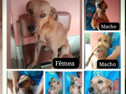 Cachorro raça SRD-ViraLata idade 1 ano nome Pinguelo,Marley,Rebeca,Maravilha,Luna e mais duas pequenas que não tem nome 