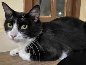 Gato raça SRD-ViraLata idade 1 ano nome Laila