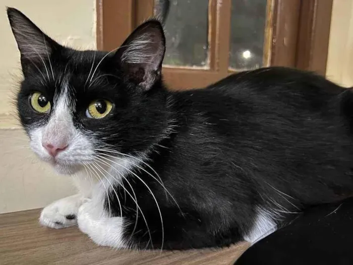 Gato raça SRD-ViraLata idade 1 ano nome Laila