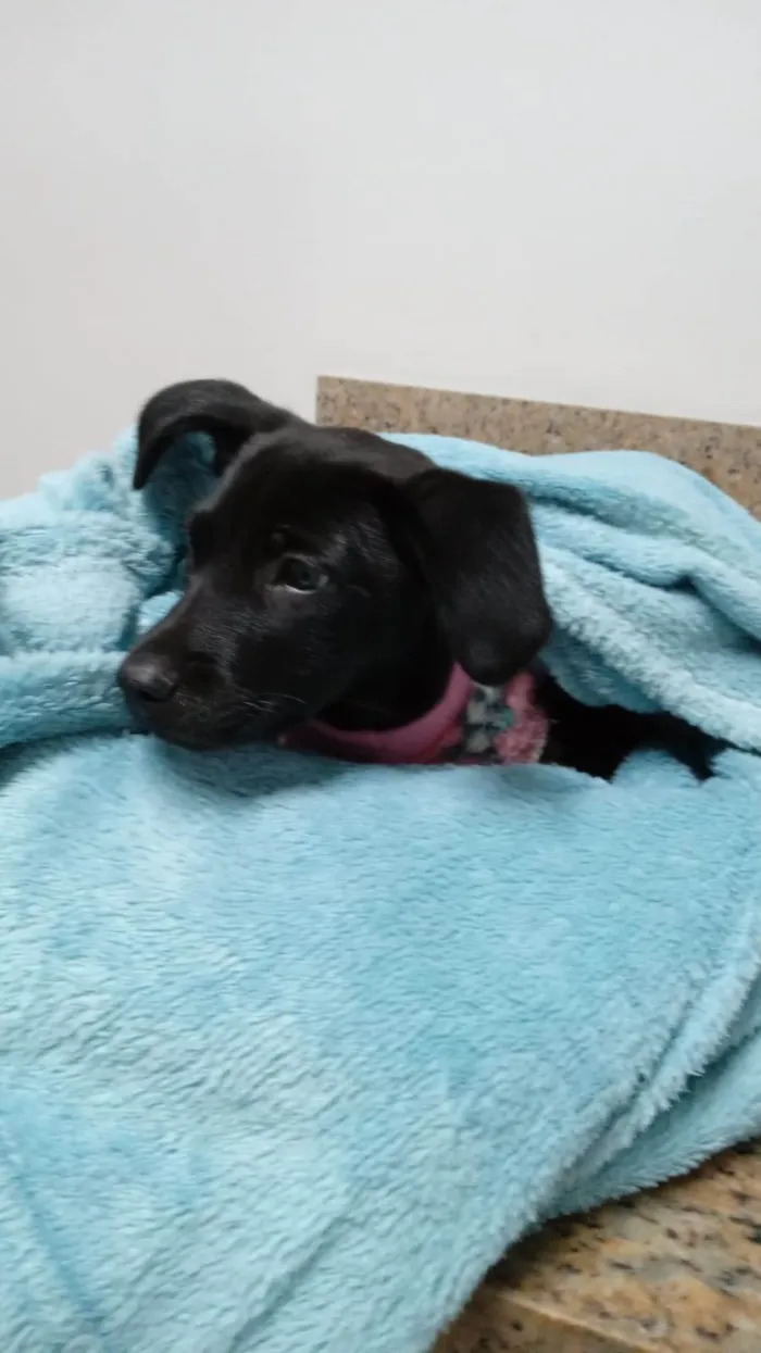 Cachorro ra a SRD idade 2 a 6 meses nome AMORA