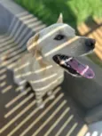 Tonico