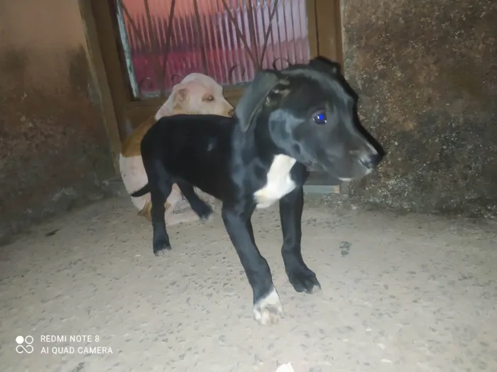 Cachorro raça Mestiça  idade 2 a 6 meses nome Bruce 