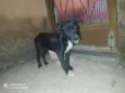 Bruce 