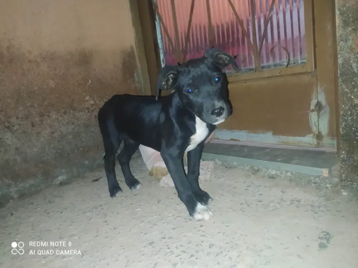 Cachorro raça Mestiça  idade 2 a 6 meses nome Bruce 
