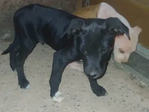Cachorro raça Mestiça  idade 2 a 6 meses nome Bruce 