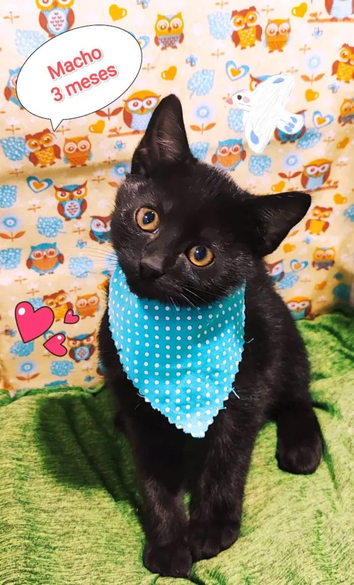 Gato raça SRD-ViraLata idade 2 a 6 meses nome Espoleta 