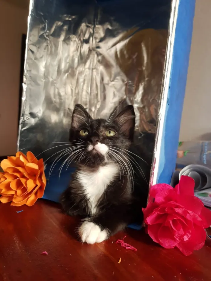 Gato raça SRD idade 2 a 6 meses nome Bigode Leon