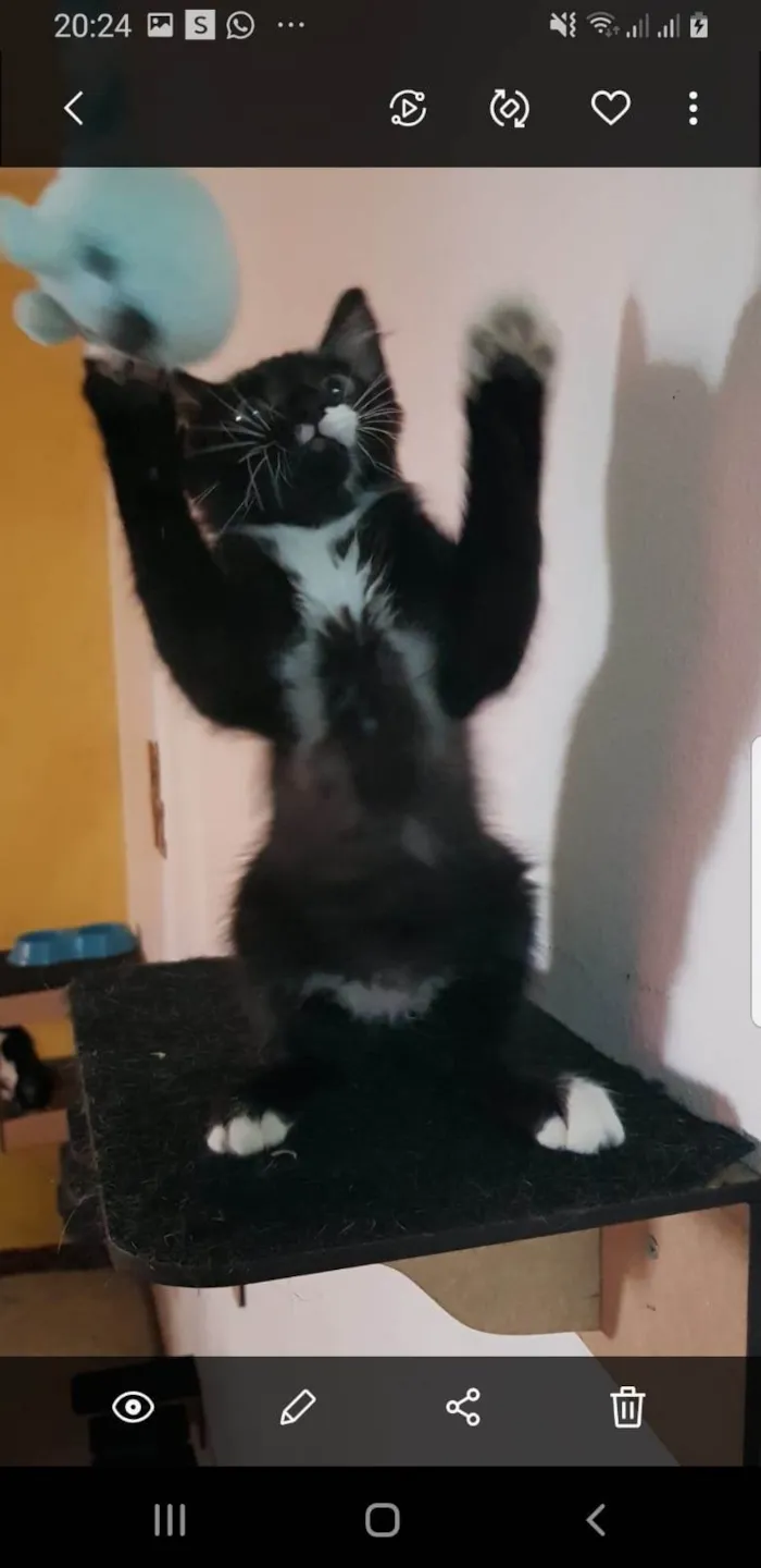 Gato raça SRD idade 2 a 6 meses nome Bigode Leon