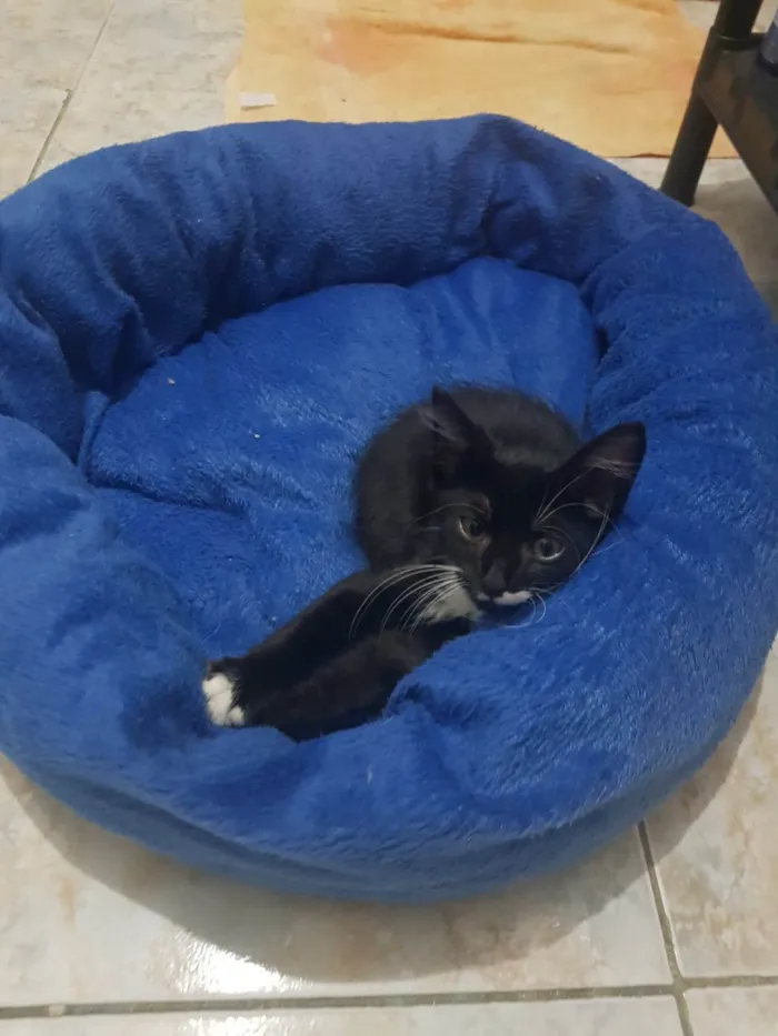 Gato raça SRD idade 2 a 6 meses nome Bigode Leon