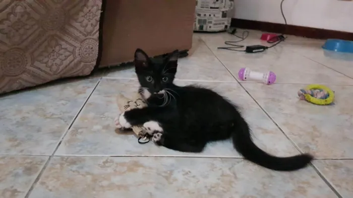 Gato raça SRD idade 2 a 6 meses nome Bigode Leon