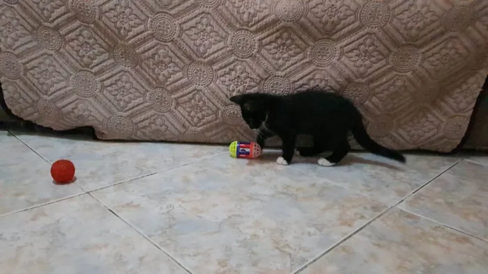 Gato raça SRD idade 2 a 6 meses nome Bigode Leon