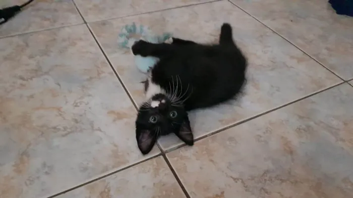 Gato raça SRD idade 2 a 6 meses nome Bigode Leon