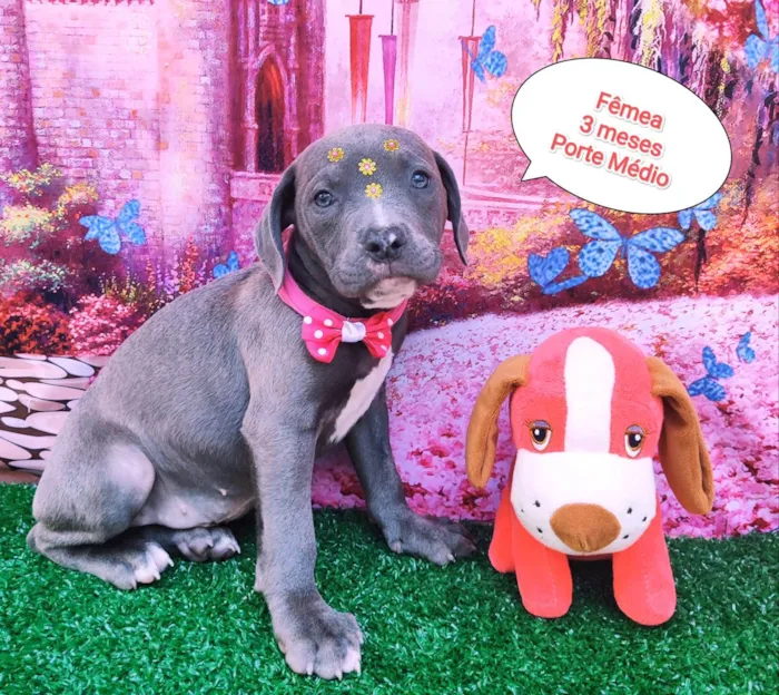 Cachorro raça SRD-ViraLata idade 2 a 6 meses nome Baby