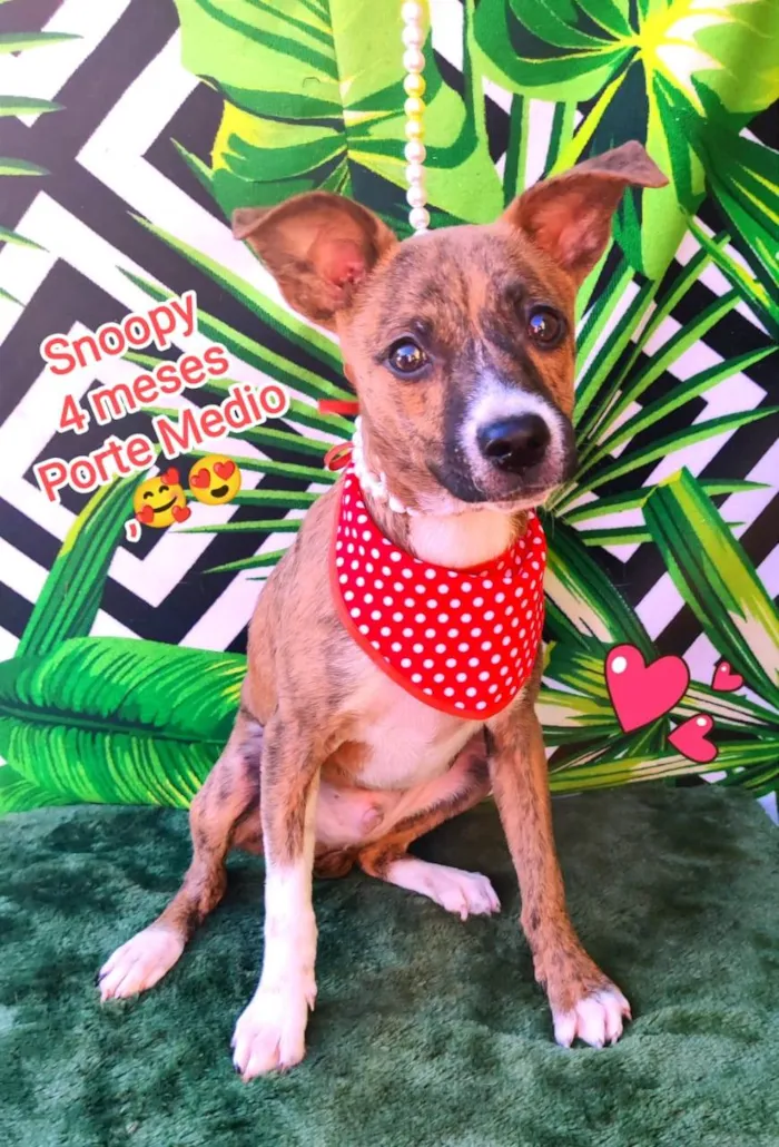 Cachorro raça SRD-ViraLata idade 2 a 6 meses nome Snoopy