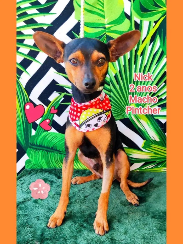 Cachorro ra a Pinscher idade 2 anos nome Nick 