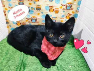 Gato raça SRD-ViraLata idade 2 a 6 meses nome Neggan 