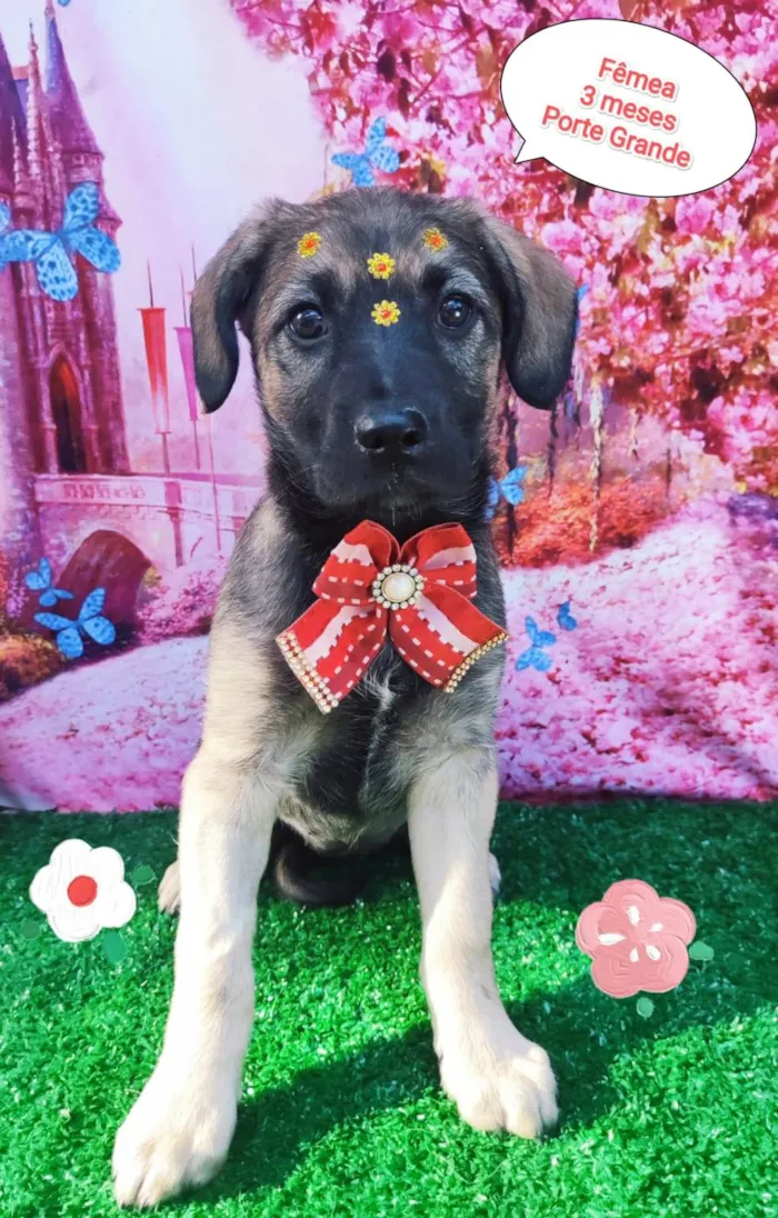 Cachorro raça SRD-ViraLata idade 2 a 6 meses nome Athena