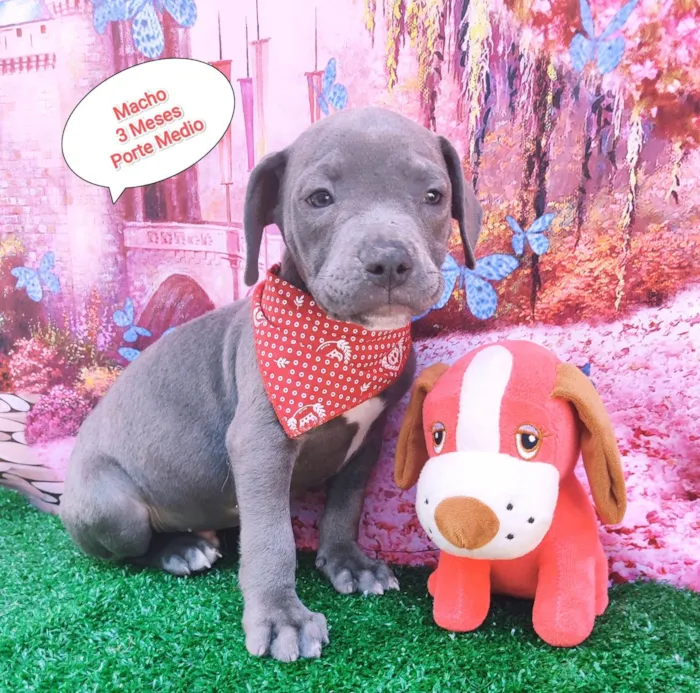 Cachorro raça SRD-ViraLata idade 2 a 6 meses nome Leon 