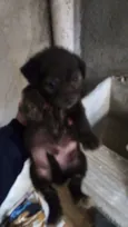 Cachorro raça SRD-ViraLata idade 2 a 6 meses nome BEN