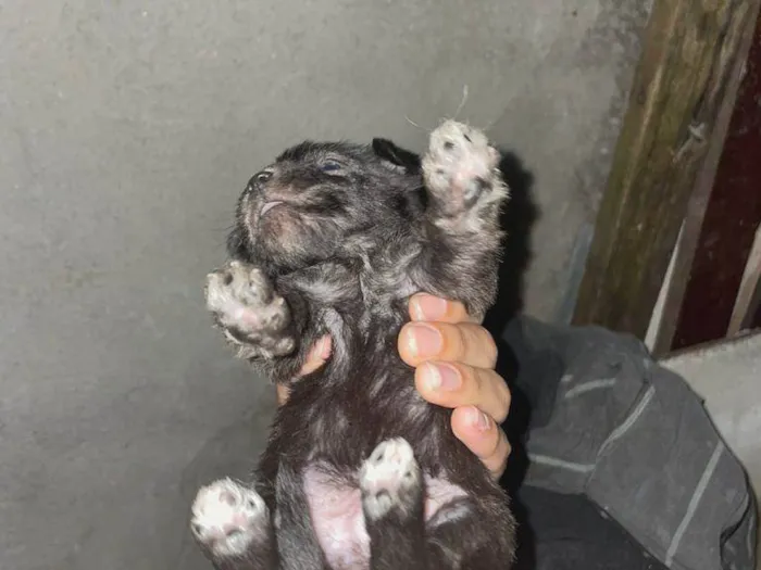 Cachorro raça SRD-ViraLata idade 2 a 6 meses nome BEN