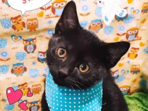 Gato raça SRD-ViraLata idade 2 a 6 meses nome Espoleta 