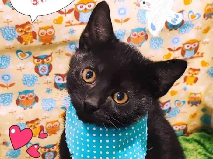 Gato raça SRD-ViraLata idade 2 a 6 meses nome Espoleta 