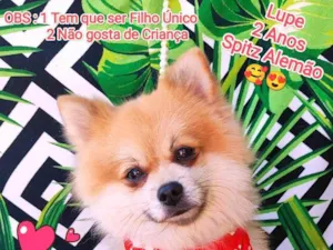 Cachorro raça Spitz alemão  idade 2 anos nome Lupe 