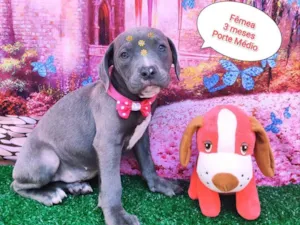 Cachorro raça SRD-ViraLata idade 2 a 6 meses nome Baby