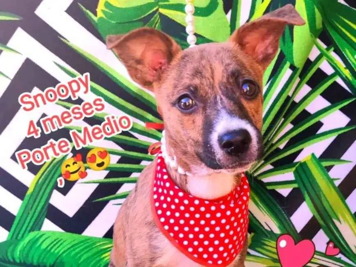 Cachorro raça SRD-ViraLata idade 2 a 6 meses nome Snoopy