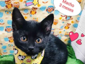 Gato raça SRD-ViraLata idade 2 a 6 meses nome Yuri